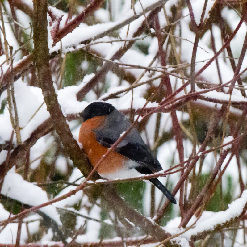 Male bullfinch on a snowy day