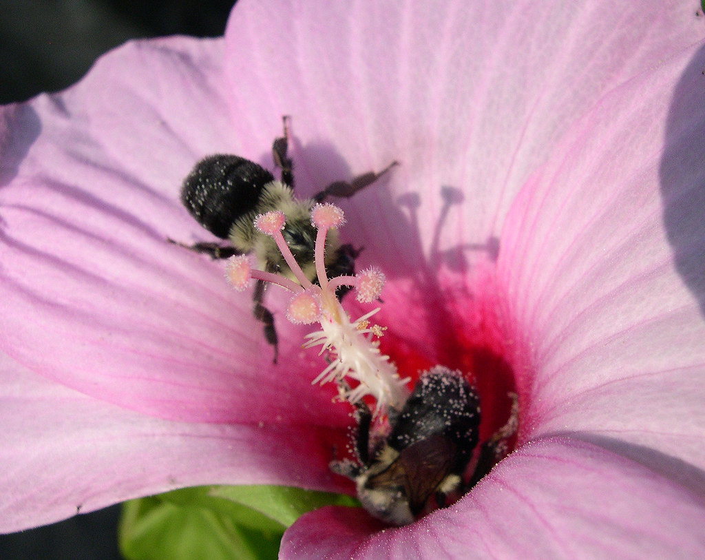 Ptilothrix bombiformis, the Rose-mallow Bee | On a swamp ros… | Flickr