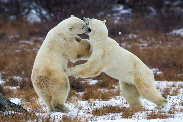 Flickriver: Photoset 'Polar Bears' by Dr DAD (Daniel A D'Auria MD)