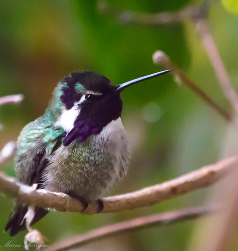 hummingbird | by Maria8800
