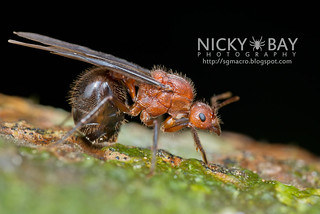 Ant (Myrmicaria sp.) - DSC_6180