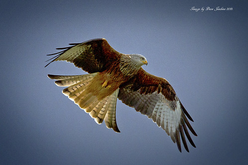 Red Kite 1 | by DAVE-JKS