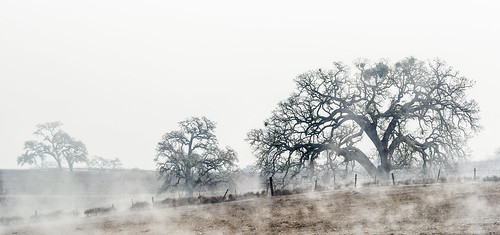california trees mist tree fog landscape vineyard oak highway centralcoast oaks templeton 46 sanluisobispocounty olympus40150 landscapedreams lonemadrone treesdiestandingup