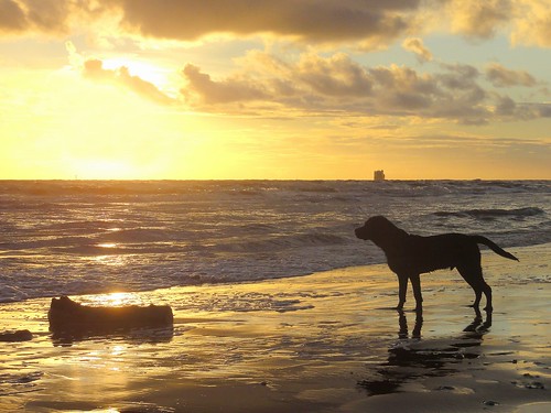 sunset dog beach golden log sand labrador sony horizon hugo crosby dschx5v