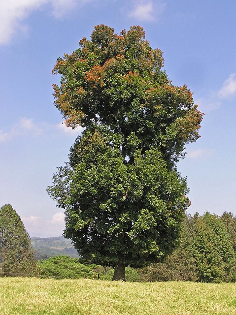 Quercus insignis M.Martens & Galeotti 1843 (FAGACEAE)