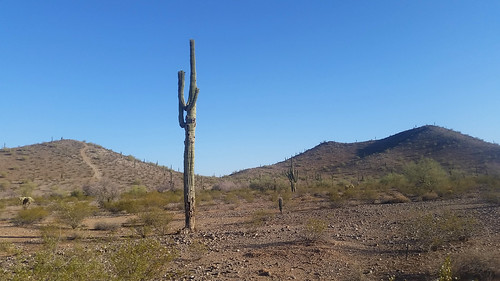 cactus az arizona landscape casagrande desert