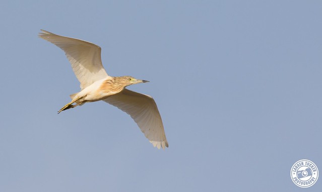 Squacco Heron - Ardeola ralloides