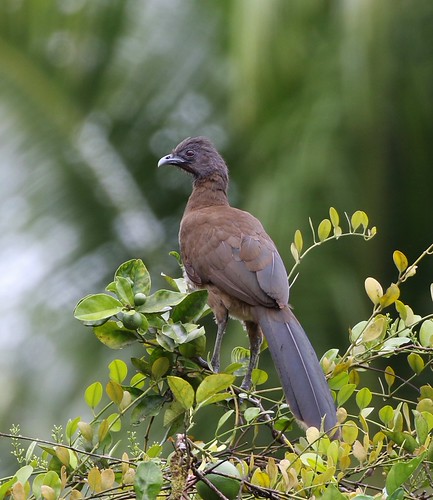 Gray-headed Chachalaca | by tombenson76