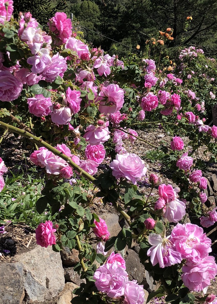 Pink Cascading Roses Cascade of Pink | Just one in the Garden of Old Roses at UC'… | Flickr