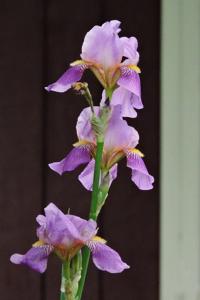 Three Iris Flowers