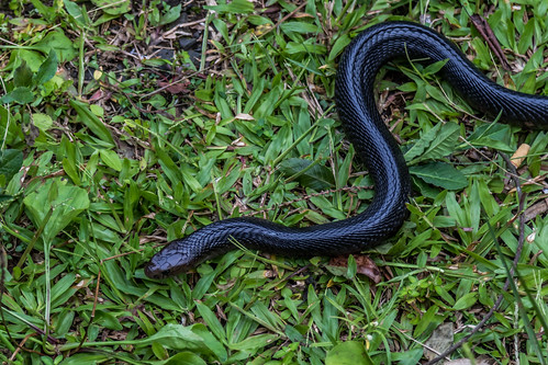 animal reptile snake serpent javan spitting cobra naja sputatrix elapid elapidae venomous