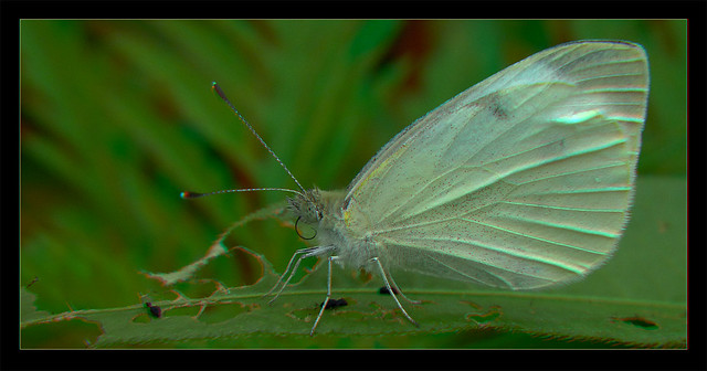 Small White Butterfly 11 - Anaglyph 3D