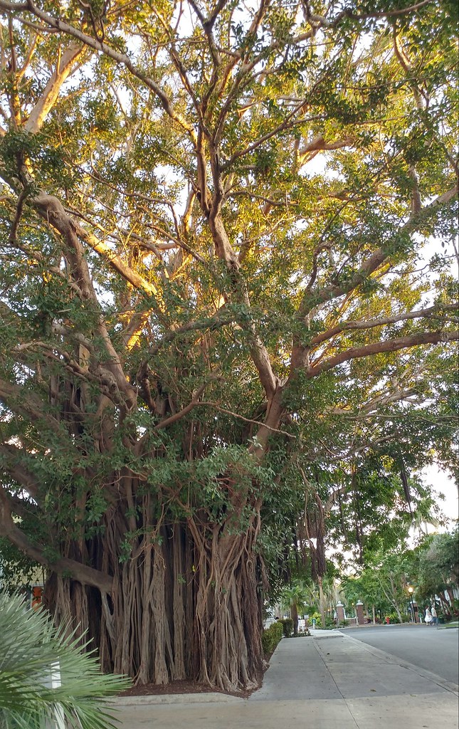 0214181806b_HDR-1 | Aerial roots of a ficus