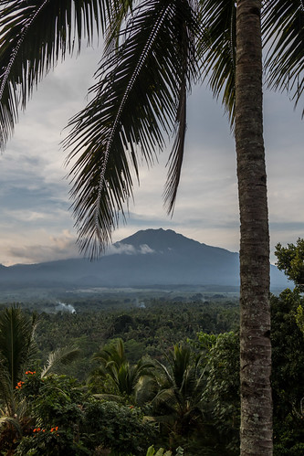 licin jawatimur indonesia plant palm tree jiwajawa ijen gunung merapi clouds volcano jungle