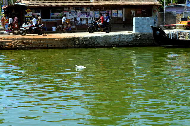 Alleppey: The Great Backwaters
