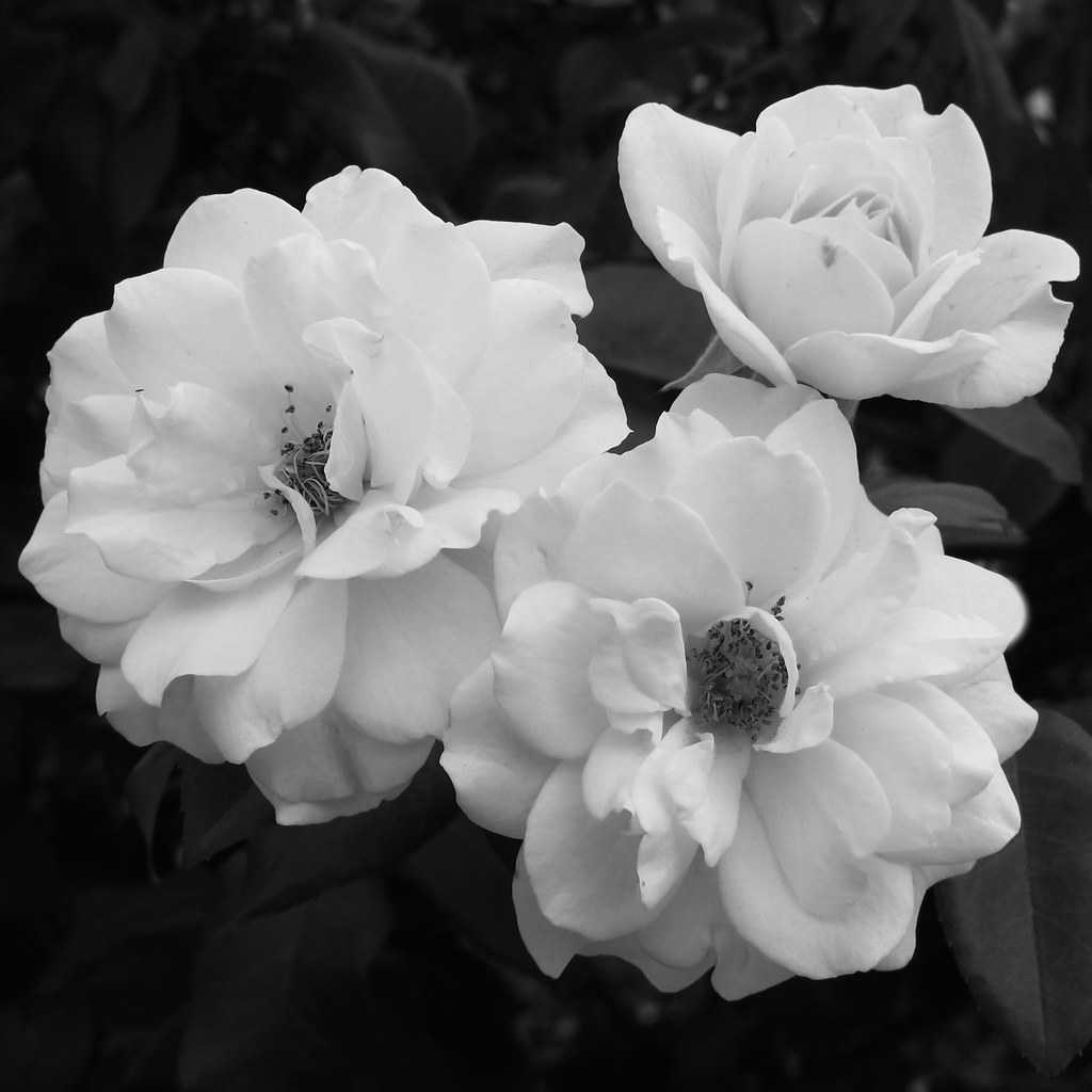 White Roses Between Black Roses Three white and black white roses | Flower. Closeup. For six… | Flickr