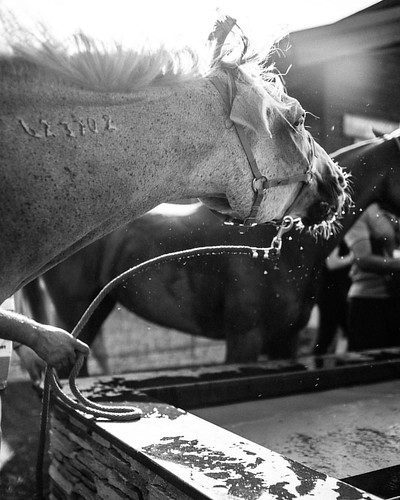 carlzeiss distagon vintagelense manuallense a7rii sonyalpha sony equestrian equine moving movement art poetic sunset water bw blackandwhite animal horse