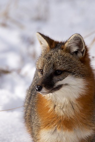 Gray Fox | by John Benet
