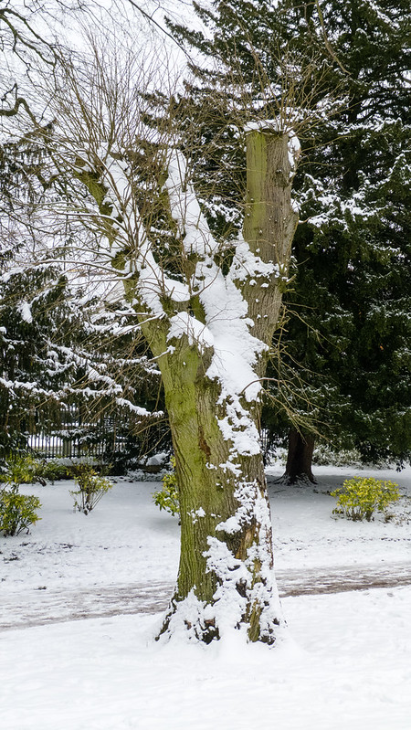 Pollarded tree, snow