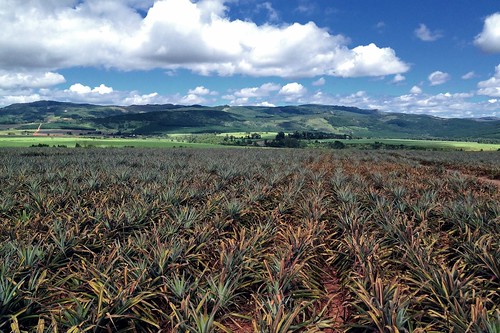 africa travel blue summer sky sun holiday nature sunshine fruit outdoors bush outdoor farm pineapple swaziland spaces iphone 645pro iphoneography