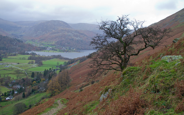Tree above Patterdale