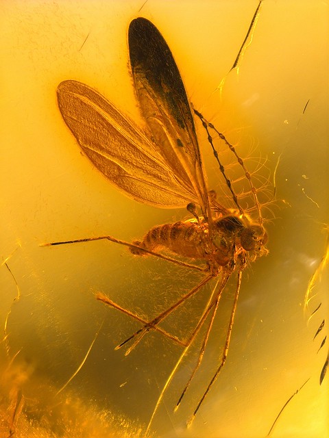 Baltic amber (40-50 MYO) - whit an iconic and absolut perfect Biting midge (Ceratopogonidae)