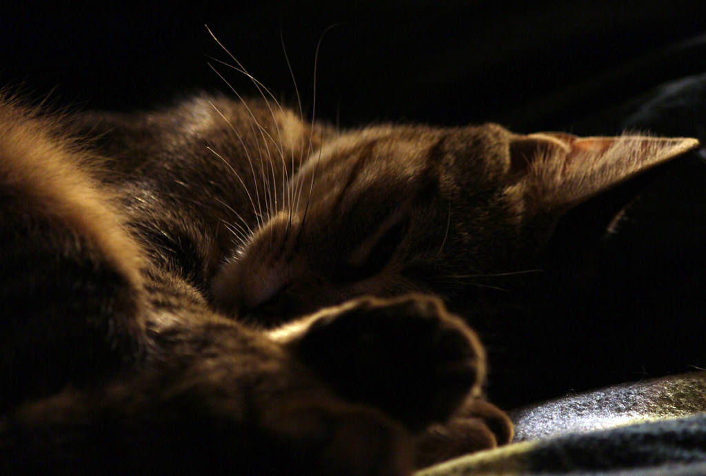 Let sleeping kitties lay...