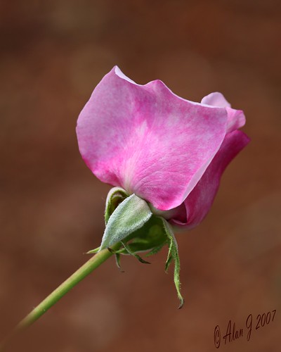 flower rose florida ngc 5dmarkiii 100mmmacrof28lisusm flowerthequietbeauty