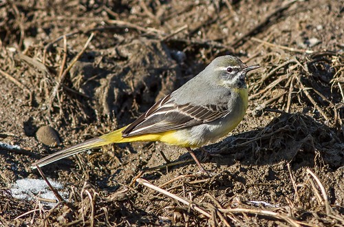 bird birds wales canon countryside 300mm wagtail 550d canonef300mmf4lisusm