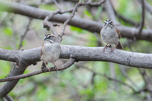 birds animals ecuador sparrows loja animalia vertebrates emberizidae tumbessparrow rhynchospizastolzmanni buntingsandallies