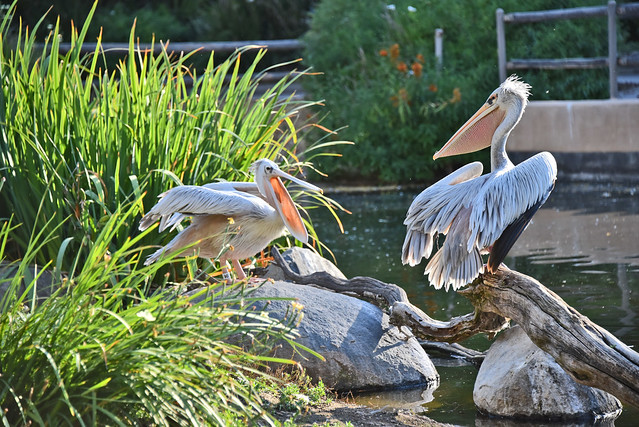 San Diego Safari Park Pelicans