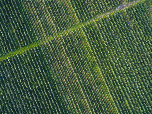 kaunas county kauno rajonas field tree lines lithuania lietuva aerialphotography dji drone djiphantom3 phantom phantom3 phantom3advanced advanced europe birdseye landscape aerial djiglobal djieurope apple