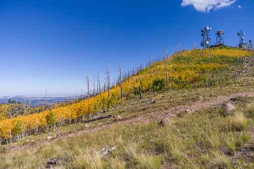 arizona coconinonationalforest elden forestservice mountelden mtelden usforestservice usfs fall fallcolor fallcolors fallfoliage forest