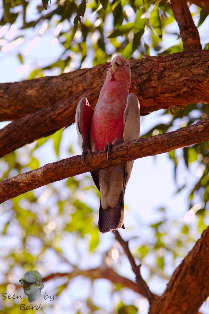 Galah | This parrot, it seems, was hot on this very hot day … | Flickr