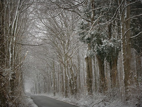 road trees snow
