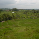 Les rizieres de Bali