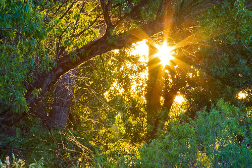 morning trees green yellow forest sunrise spring flora colorado unitedstates sunburst cottonwoods commercecity barrlakestatepark