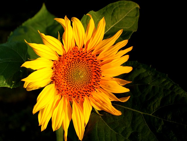 Morning sun on the sunflower