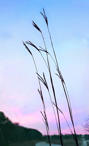bluestem in winter by monophysite57-zzz, Soon the seeds will be blown to the winds and the dried stalks broken.
IMG_6359cr-webwinter sunset
