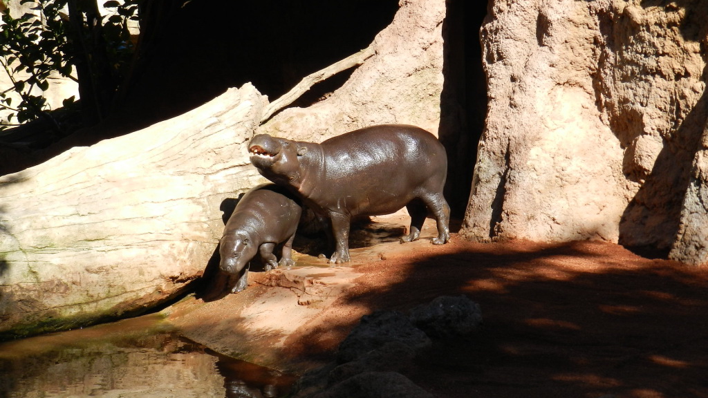 Hipopotamo pigmeo o enano Zoo Bioparc Fuengirola Malaga 03