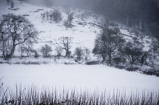 Snow, Lewesdon, Stoke Abbott. Dorset