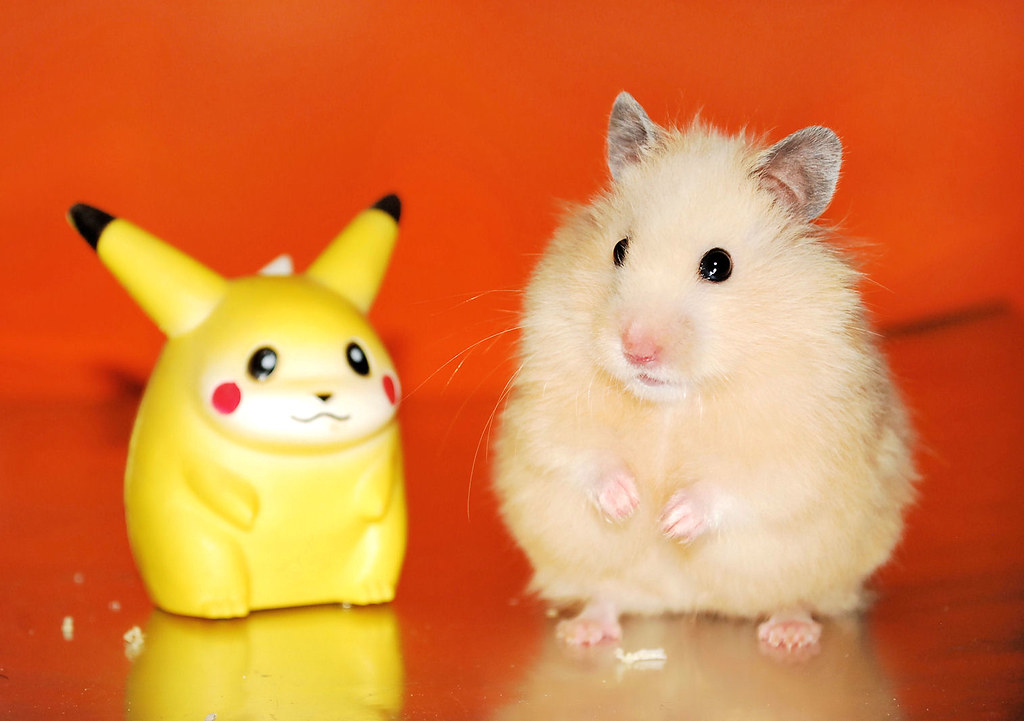 Pikachu & Miu Miu | Two pokemons. | pyza* | Flickr
