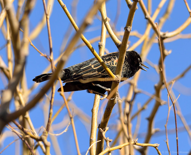 Red Winger Blackbird - female