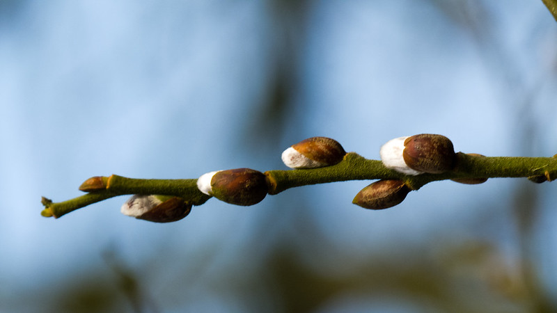 Willow catkins emerging