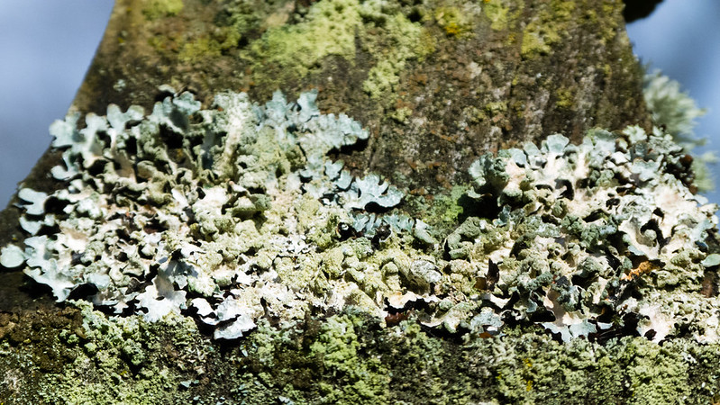 Lichen on a post, Bantock Park