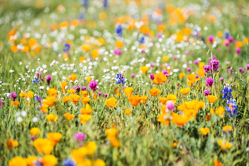poppies wildflowers lupine arvin highway223 owlsclover popcornflower babybreath kerncounty nikkor7020028 nikond4 bearmountainroad