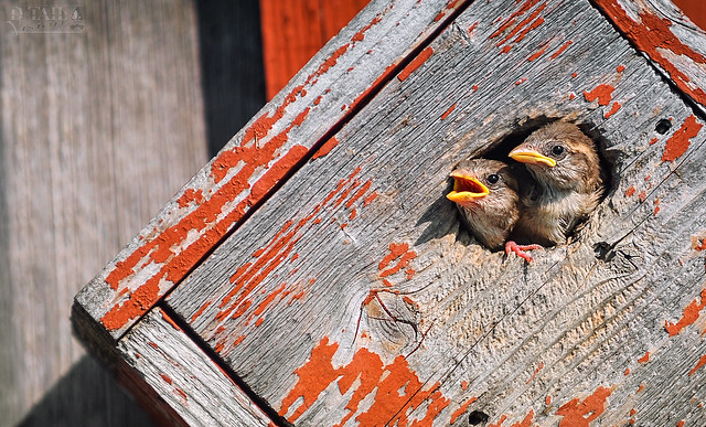 Juvenile Sparrow
