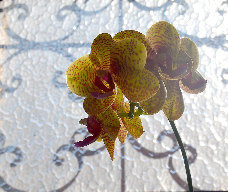 Orquídea phal. hibrida amarela e vermelha - Phalaenopsis O… | Flickr