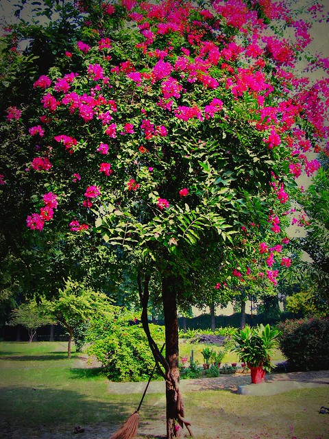 INDIEN, india, flowering tree , 14385/7263