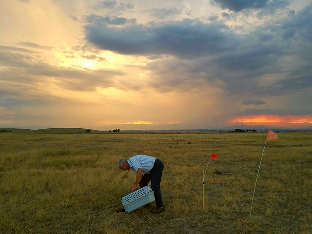 2016 Black-footed Ferret Release at Rocky Mountain Arsenal NWR